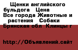 Щенки английского бульдога › Цена ­ 40 000 - Все города Животные и растения » Собаки   . Брянская обл.,Клинцы г.